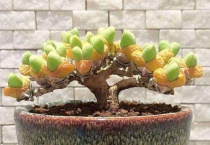 多肉老桩为什么用高盆