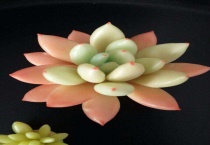 多肉植物用土还是沙子