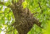 蜜蜂失王后怎样造王台 附造台的原理