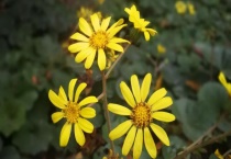 大吴风草有毒吗？