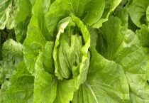 白菜传播种子的方式 附白菜的生长环境