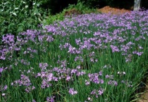 紫娇花能吃吗？