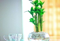 富贵竹营养液的使用多久？