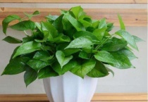 为什么家里不能养绿罗呢