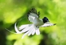 寿带鸟是几级保护动物