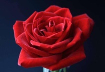 玫瑰花掉叶子怎么回事