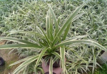 金边吊兰怎么养才能更旺盛