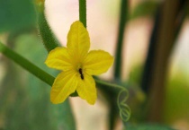 黄瓜很小就开花怎么办？