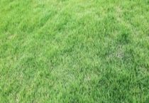 果岭草和马尼拉有什么不同 从科属、适用范围、播种方式上区分