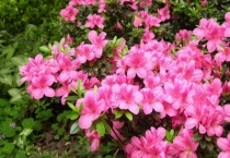 北方养好杜鹃花的秘诀