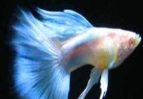 凤尾鱼属于淡水鱼还是海鱼 附凤尾鱼的养殖多久？