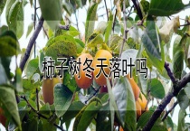 柿子树冬天落叶吗？