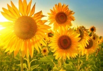 向日葵早中晚都朝着什么方向