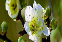 绿梅是落叶还是常绿植物 附绿梅介绍