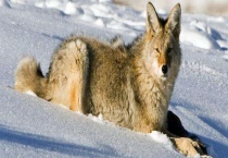 狼是不是保护动物 狼有哪些分类