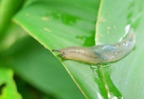 鼻涕虫为什么怕鸡蛋壳