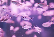 鱼的寄生虫长什么样