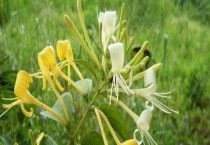 金银花苗多少钱一棵？金银花的用途