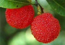 杨梅在北方可以种吗？