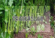 芹菜幼苗发黄怎么多久？