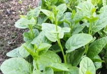 木耳菜叫什么菜