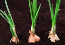 发芽的洋葱怎么种