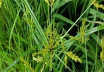 双草醚对三棱草有效吗？