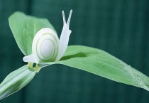 蜗牛有耳朵吗？