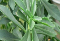 费菜是不是三七 有什么不同