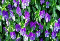 角堇第二年会复花吗？