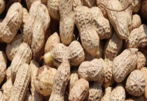 花生产地主要在哪个省