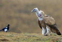 什么鸟可以飞到平流层