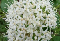 红瑞木开花吗？