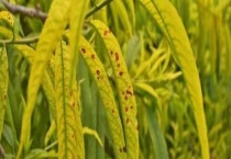 果树叶子发黄的原因有哪些 果树叶子发黄怎么办？