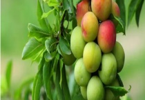 李子怎样保鲜 注意事项有哪些？