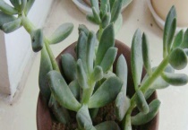 多肉小苗徒长了怎么办？