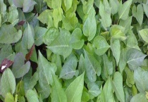 红薯苗叶子发黄怎么办？