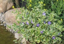 什么是花叶蔓长春