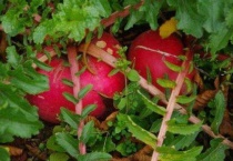 红罗什么时候种