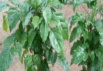 幸福树的养殖方法和注意事项 附其生长习性