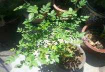 蔷薇花叶子发黄脱落的原因是什么？