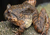 石蛙和青蛙的区别？ 石蛙和青蛙是什么科属