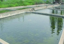 冬季低温鱼塘管理要点 有五个方面