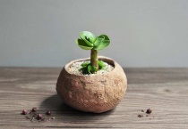 金钱木怎么砍头