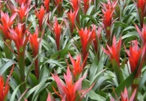 凤梨花叶子发黄怎么办 详细介绍