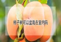 柿子树可以盆栽在室内吗？