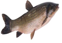 草鱼和鲤鱼有什么区别？？详细介绍