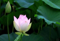 夏天都有什么花