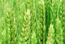 什么是周麦27品种 它的形态特征和产量怎么样