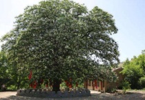 沙罗树是几级保护植物